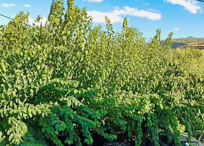 Akrata Golden House Apartamento *